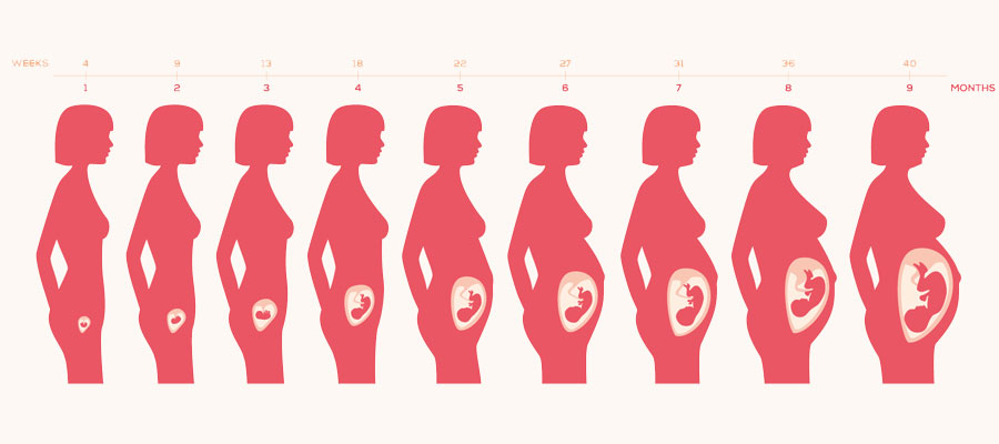 Ventre femme enceinte : avant, pendant et après